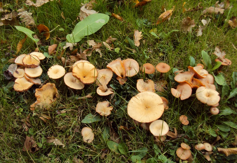 bulimia fungina al parco parte II